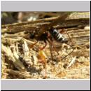 Coleocentrus excitator - Schlupfwespe 16.jpg